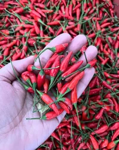 Bird's Eye Chilli thumbnail 3