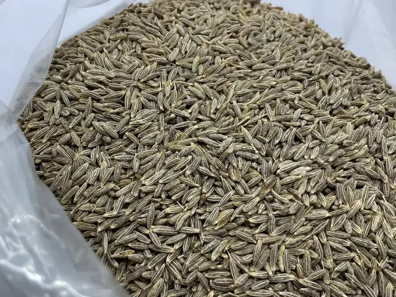 Cumin thumbnail 2