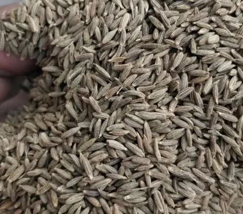 Cumin thumbnail 3