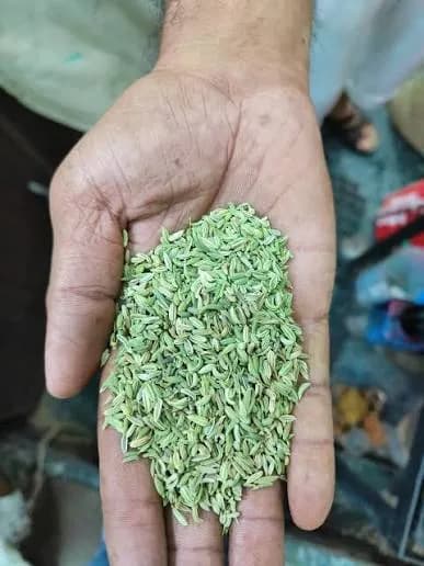 Fennel thumbnail 2