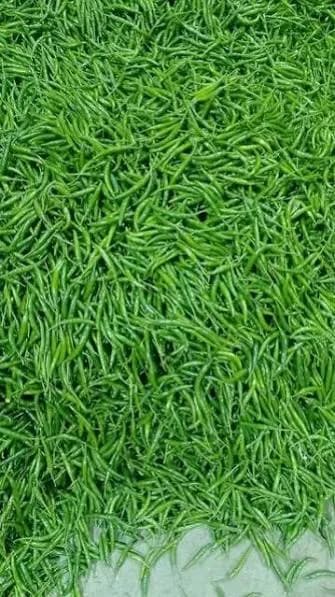 Green Chilli G4 thumbnail 3