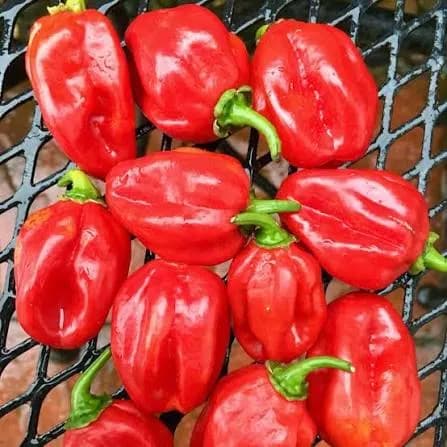 Habanero Chilli - Photo 1