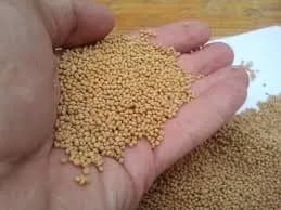 Mustard (Sarso) thumbnail 3
