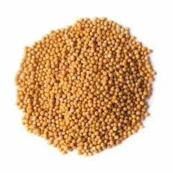 Mustard (Sarso) thumbnail 4