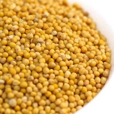 Mustard (Sarso)